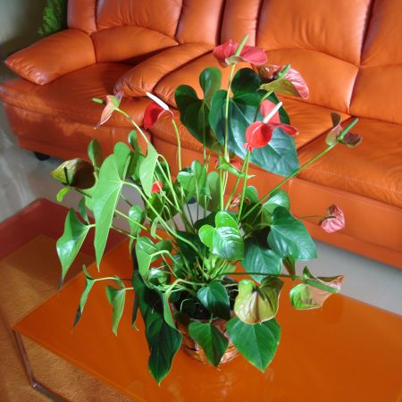 Anthurium